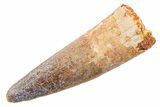 Fossil Spinosaurus Tooth - Real Dinosaur Tooth #345544-1